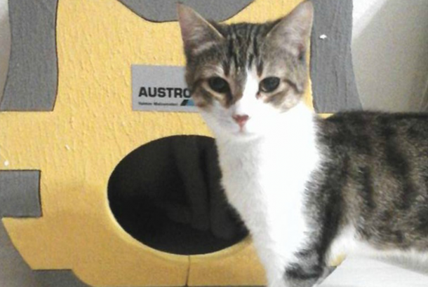 Austrotherm’den Kediler Üşümesin Diye Isı Yalıtımlı Kedi Evleri 