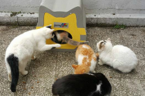 Austrotherm’den Kediler Üşümesin Diye Isı Yalıtımlı Kedi Evleri 